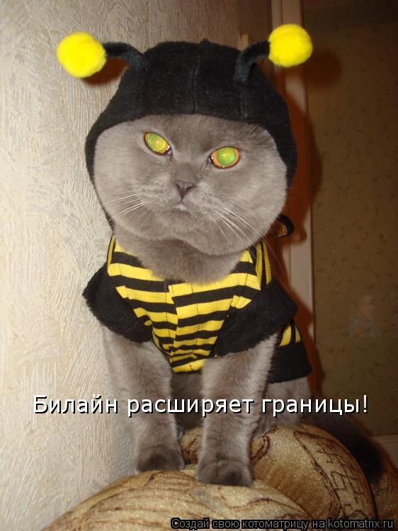 Билайн расширяет границы!... Котоматрица: Билайн расширяет границы!