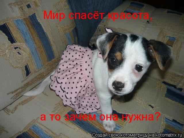Мир спасёт красота, а то зачем она нужна?... Котоматрица: Мир спасёт красота, а то зачем она нужна?