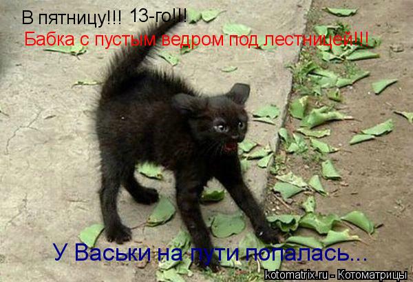 В пятницу!!! 13-го!!! Бабка с пустым ведром под лестницей!!! У Васьки на пути попалась...... Котоматрица: В пятницу!!! 13-го!!! Бабка с пустым ведром под лестницей!!! У Васьки на пути попалась...