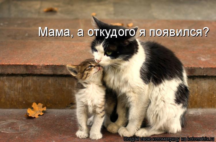 Мама, а откудого я появился?... Котоматрица: Мама, а откудого я появился?
