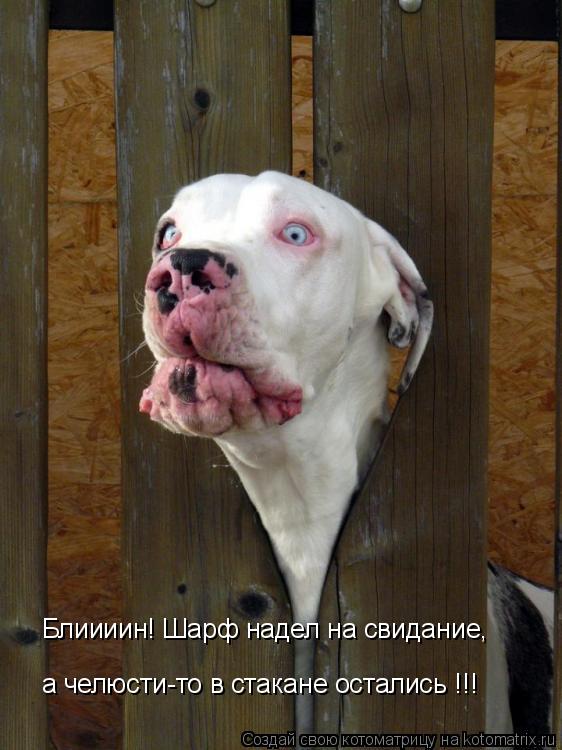 Блиииин! Шарф надел на свидание, а челюсти-то в стакане остались !!!... Котоматрица: Блиииин! Шарф надел на свидание, а челюсти-то в стакане остались !!!