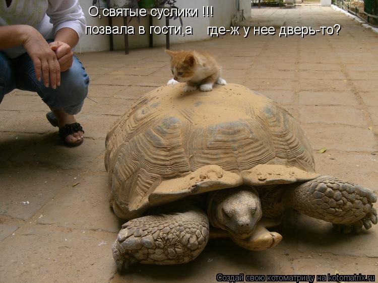О,святые суслики !!! где-ж у нее дверь-то? позвала в гости,а... Котоматрица: О,святые суслики !!! где-ж у нее дверь-то? позвала в гости,а