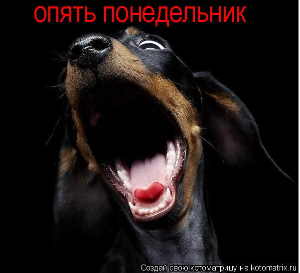 опять понедельник... Котоматрица: опять понедельник