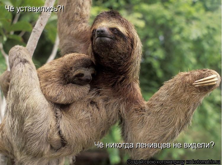 Чё уставились?! Чё никогда ленивцев не видели?... Котоматрица: Чё уставились?! Чё никогда ленивцев не видели?