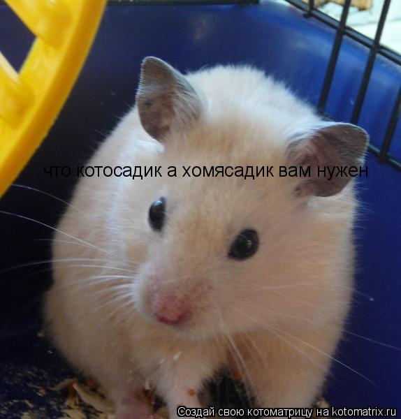 что котосадик а хомясадик вам нужен... Котоматрица: что котосадик а хомясадик вам нужен