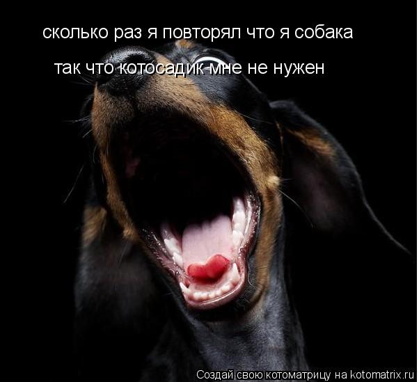 сколько раз я повторял что я собака так что котосадик мне не нужен... Котоматрица: сколько раз я повторял что я собака так что котосадик мне не нужен