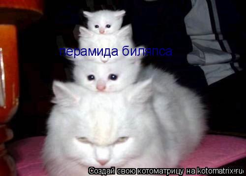 перамида биляпса... Котоматрица: перамида биляпса