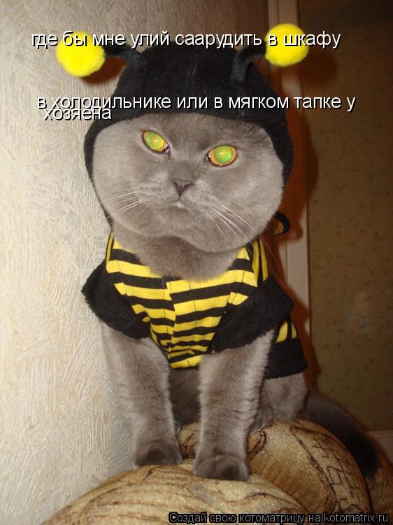 где бы мне улий саарудить в шкафу в холодильнике или в мягком тапке у хозяена... Котоматрица: где бы мне улий саарудить в шкафу в холодильнике или в мягком тапке у хозяена