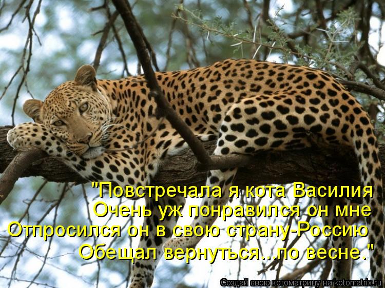 "Повстречала я кота Василия Очень уж понравился он мне Отпросился он в свою страну-Россию Обещал вер... Котоматрица: "Повстречала я кота Василия Очень уж понравился он мне Отпросился он в свою страну-Россию Обещал вернуться...по весне."