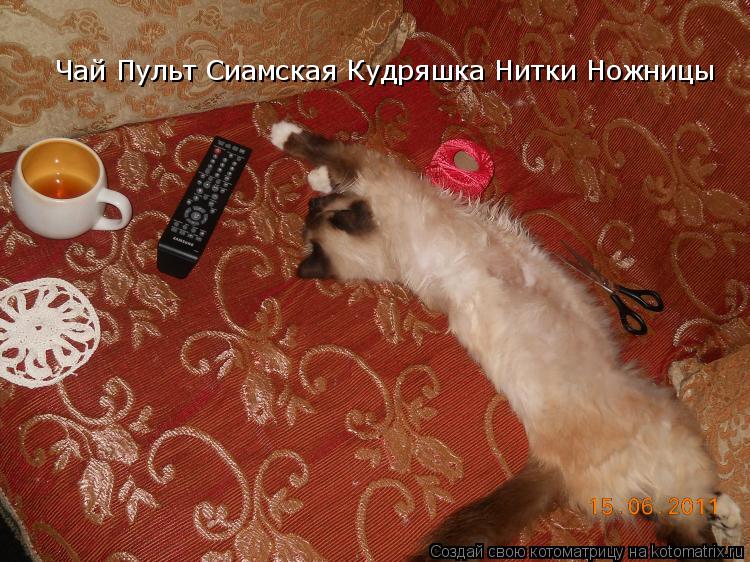 Чай Пульт Сиамская Кудряшка Нитки Ножницы... Котоматрица: Чай Пульт Сиамская Кудряшка Нитки Ножницы