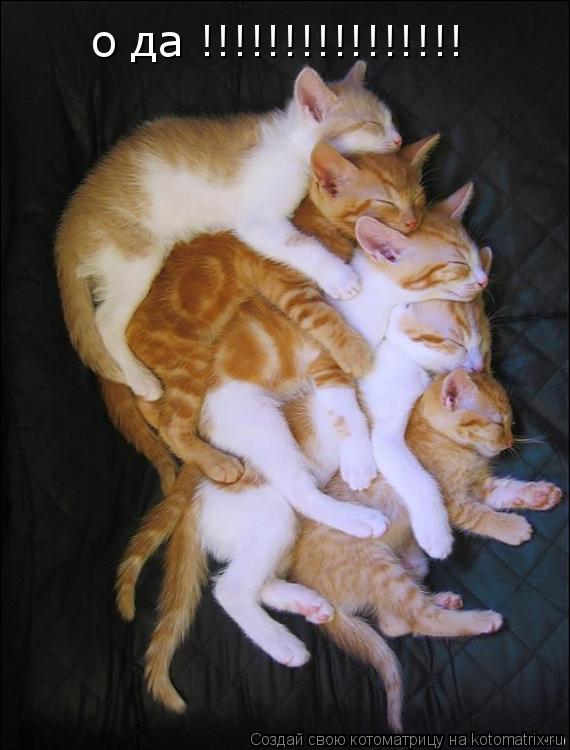 о да !!!!!!!!!!!!!!!!... Котоматрица: о да !!!!!!!!!!!!!!!!