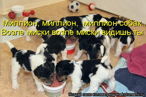 Миллион, миллион, миллион собак.. Возле миски возле миски видишь ты... Котоматрица: Миллион, миллион, миллион собак.. Возле миски возле миски видишь ты