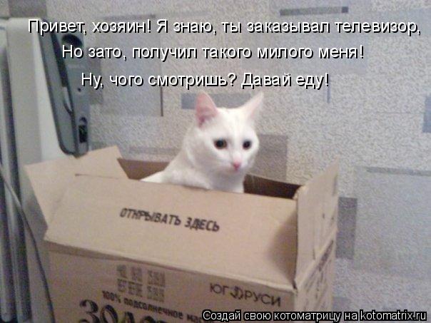 Привет, хозяин! Я знаю, ты заказывал телевизор, Но зато, получил такого милого меня! Ну, чого смотри... Котоматрица: Привет, хозяин! Я знаю, ты заказывал телевизор, Но зато, получил такого милого меня! Ну, чого смотришь? Давай еду!