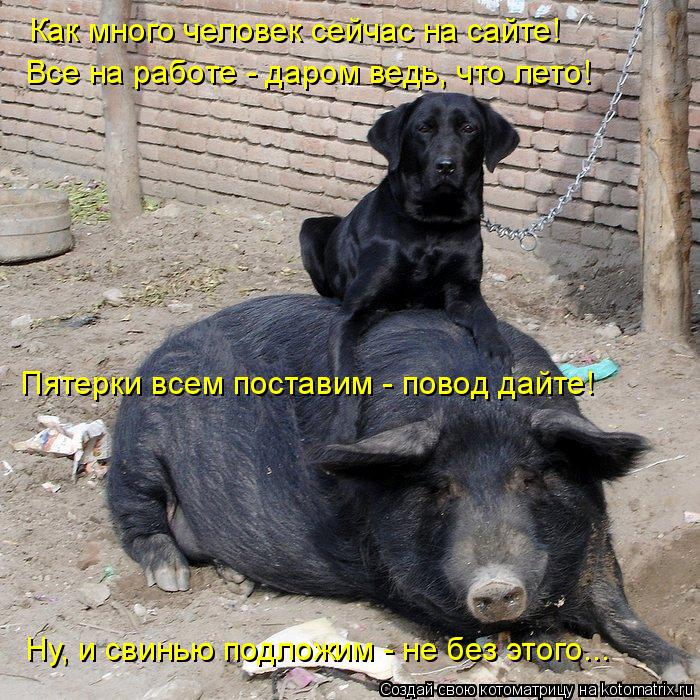 Как много человек сейчас на сайте! Пятерки всем поставим - повод дайте! Ну, и свинью подложим - не бе... Котоматрица: Как много человек сейчас на сайте! Пятерки всем поставим - повод дайте! Ну, и свинью подложим - не без этого... Все на работе - даром ведь, что ле
