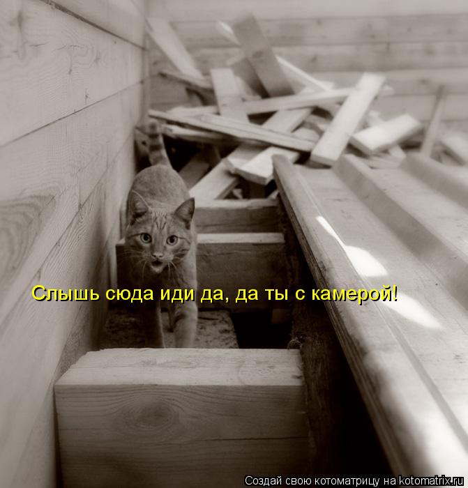 Котоматрица: Слышь сюда иди да, да ты с камерой!