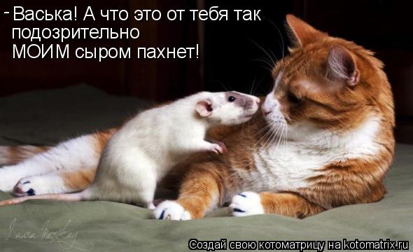 Котоматрица: Васька! А что это от тебя так  подозрительно МОИМ сыром пахнет!  -