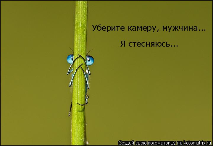 Котоматрица: Уберите камеру, мужчина... Я стесняюсь...