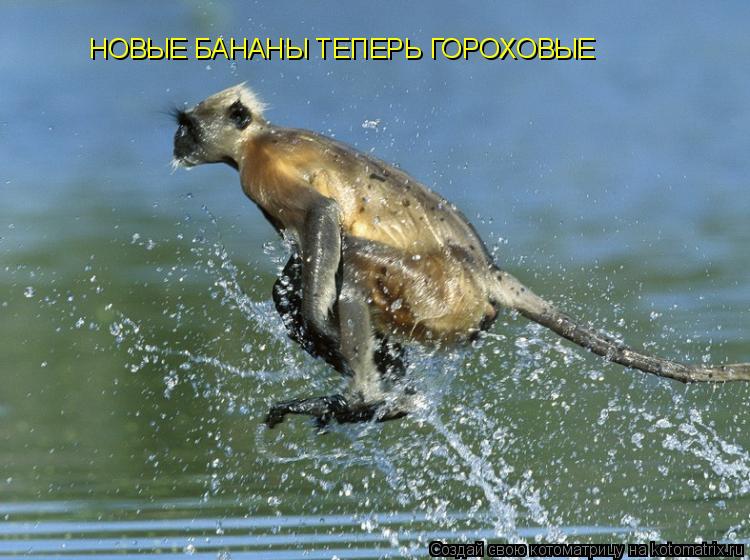 Котоматрица: НОВЫЕ БАНАНЫ ТЕПЕРЬ ГОРОХОВЫЕ