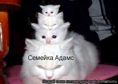 Котоматрица: Семейка Адамс