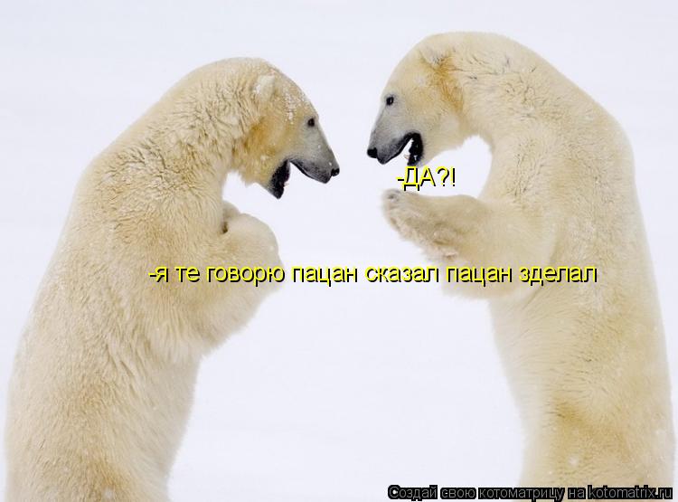 Котоматрица: -ДА?! -я те говорю пацан сказал пацан зделал