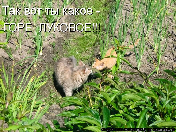 Котоматрица: Так вот ты какое - ГОРЕ  ЛУКОВОЕ!!!