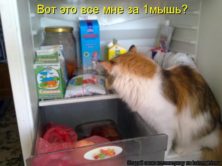 Вот это все мне за 1мышь?... Котоматрица: Вот это все мне за 1мышь?