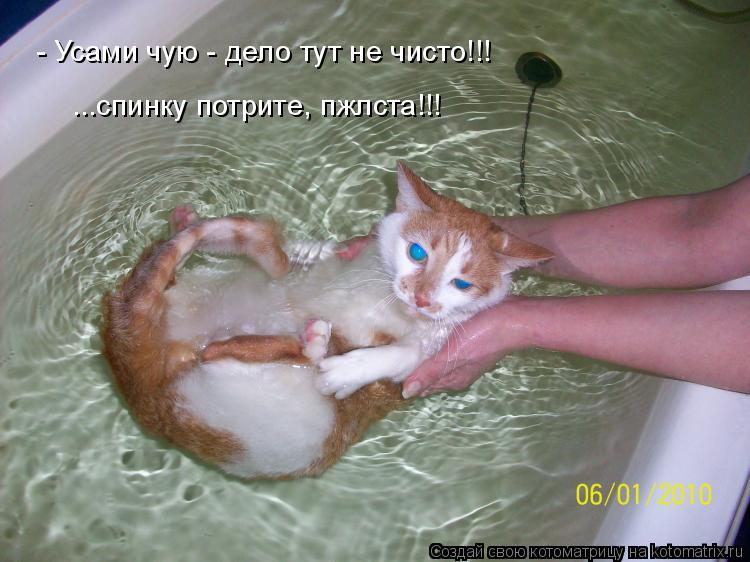 - Усами чую - дело тут не чисто!!! ...спинку потрите, пжлста!!!... Котоматрица: - Усами чую - дело тут не чисто!!! ...спинку потрите, пжлста!!!