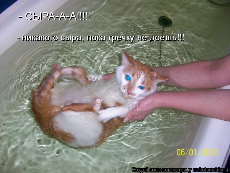 - СЫРА-А-А!!!!! - никакого сыра, пока гречку не доешь!!!... Котоматрица: - СЫРА-А-А!!!!! - никакого сыра, пока гречку не доешь!!!