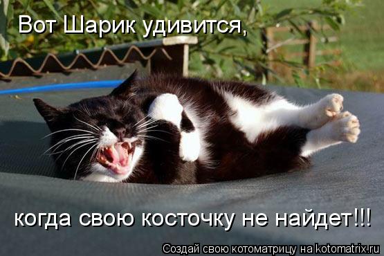 Котоматрица: Вот Шарик удивится,  когда свою косточку не найдет!!!