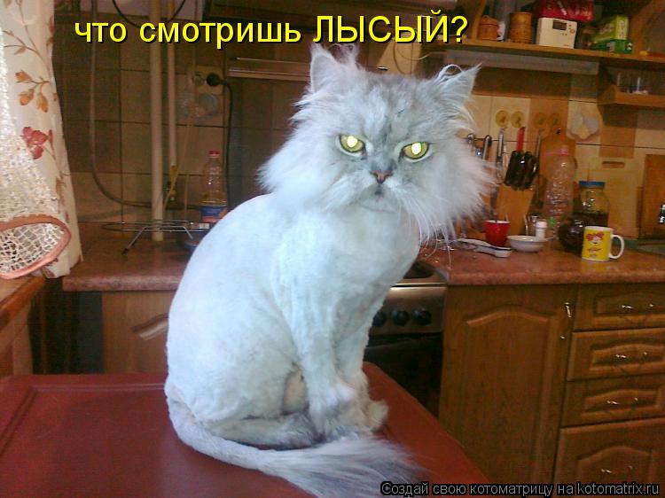 что смотришь ЛЫСЫЙ?... Котоматрица: что смотришь ЛЫСЫЙ?