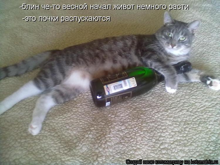 -блин че-то весной начал живот немного расти -это почки распускаются... Котоматрица: -блин че-то весной начал живот немного расти -это почки распускаются