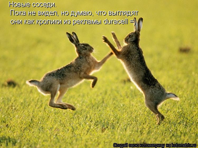 Новые соседи. Пока не видел, но думаю, что выглядят они как кролики из рекламы duracell =)... Котоматрица: Новые соседи. Пока не видел, но думаю, что выглядят они как кролики из рекламы duracell =)