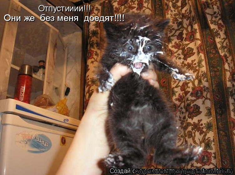 Котоматрица: Отпустииии!!! Они же  без меня  доедят!!!!