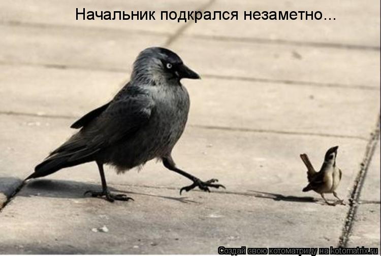 Начальник подкрался незаметно...... Котоматрица: Начальник подкрался незаметно...