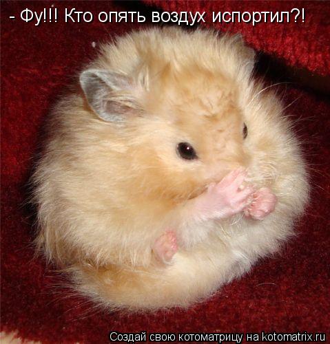 - Фу!!! Кто опять воздух испортил?!... Котоматрица: - Фу!!! Кто опять воздух испортил?!
