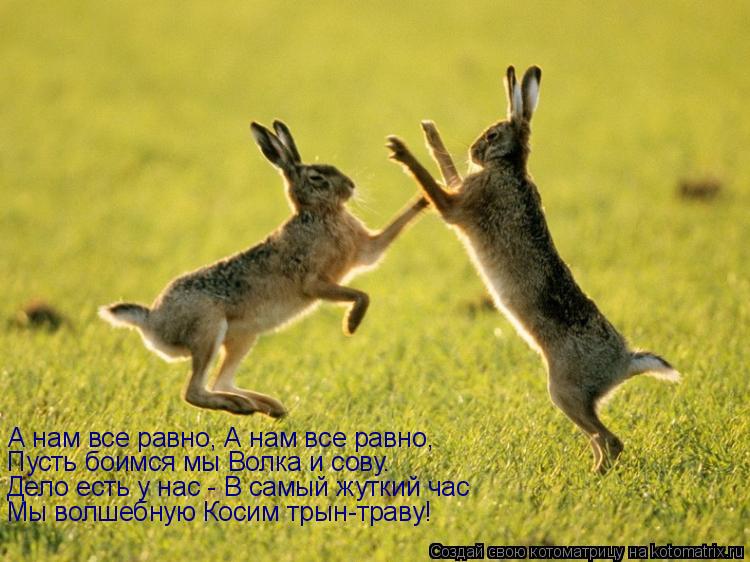 А нам все равно, А нам все равно, Пусть боимся мы Волка и сову. Дело есть у нас - В самый жуткий час ... Котоматрица: А нам все равно, А нам все равно, Пусть боимся мы Волка и сову. Дело есть у нас - В самый жуткий час Мы волшебную Косим трын-траву!