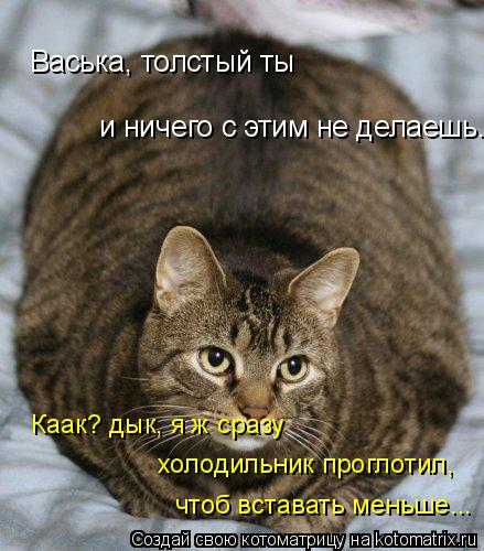 Васька, толстый ты и ничего с этим не делаешь... Каак? дык, я ж сразу холодильник проглотил, чтоб в... Котоматрица: Васька, толстый ты и ничего с этим не делаешь... Каак? дык, я ж сразу холодильник проглотил, чтоб вставать меньше...