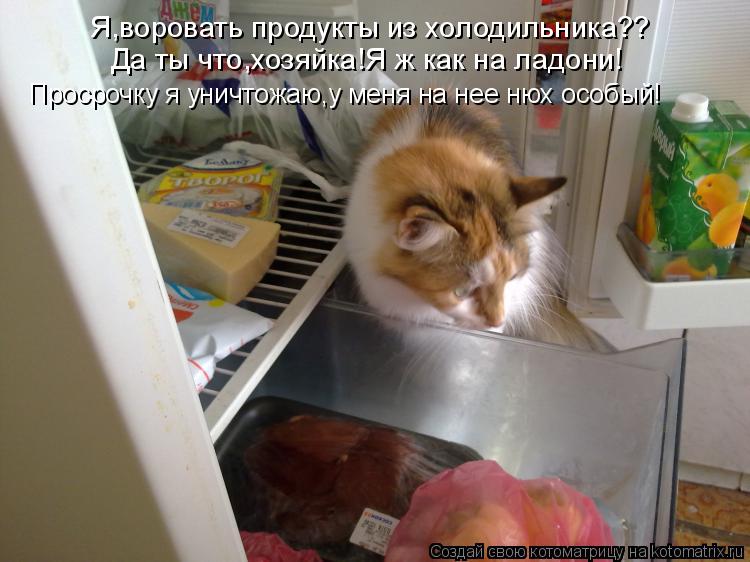 Я,воровать продукты из холодильника?? Да ты что,хозяйка!Я ж как на ладони! Просрочку я уничтожаю,у ме... Котоматрица: Я,воровать продукты из холодильника?? Да ты что,хозяйка!Я ж как на ладони! Просрочку я уничтожаю,у меня на нее нюх особый!