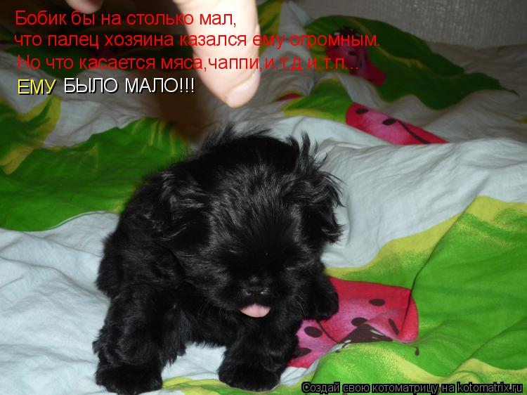 Бобик бы на столько мал, что палец хозяина казался ему огромным. Но что касается мяса,чаппи,и.т.д и.т... Котоматрица: Бобик бы на столько мал, что палец хозяина казался ему огромным. Но что касается мяса,чаппи,и.т.д и.т.п... ЕМУ БЫЛО МАЛО!!!