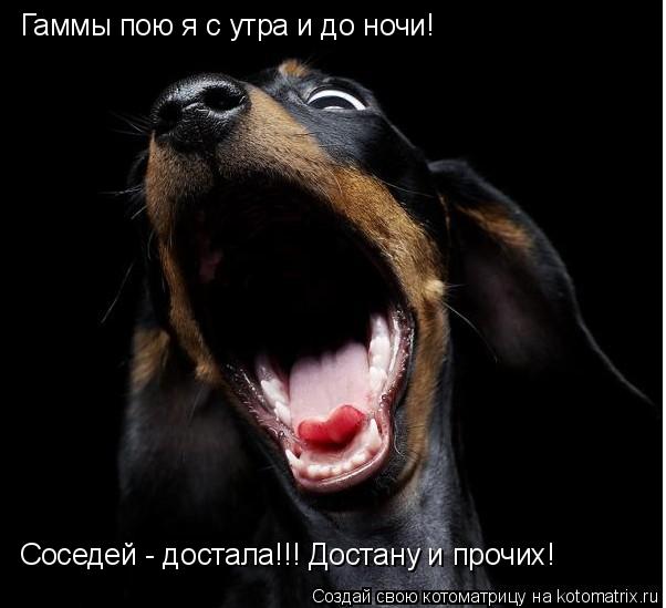 Котоматрица: Гаммы пою я с утра и до ночи! Соседей - достала!!! Достану и прочих!