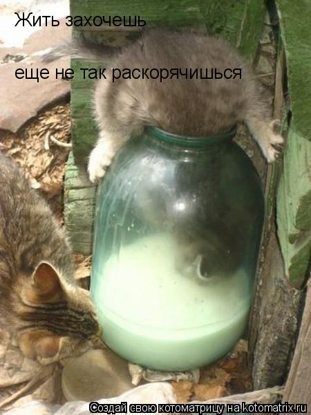 Жить захочешь еще не так раскорячишься... Котоматрица: Жить захочешь еще не так раскорячишься