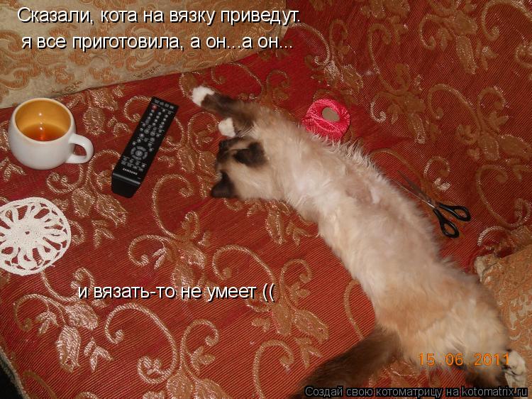 Сказали, кота на вязку приведут. я все приготовила, а он...а он... и вязать-то не умеет ((... Котоматрица: Сказали, кота на вязку приведут. я все приготовила, а он...а он... и вязать-то не умеет ((