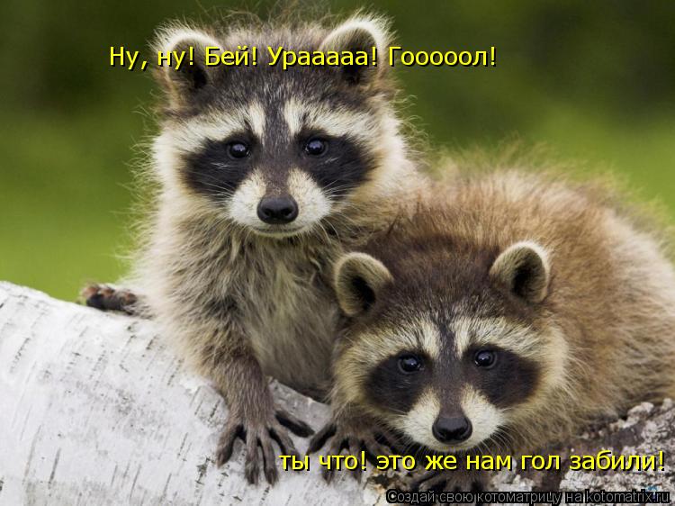 Ну, ну! Бей! Урааааа! Гооооол! ты что! это же нам гол забили!... Котоматрица: Ну, ну! Бей! Урааааа! Гооооол! ты что! это же нам гол забили!