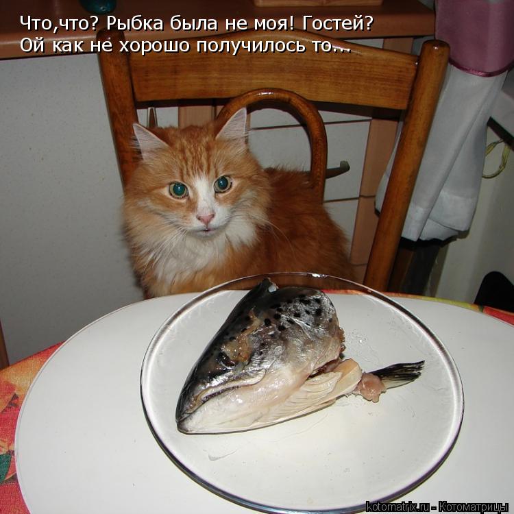 Что,что? Рыбка была не моя! Гостей? Ой как не хорошо получилось то...... Котоматрица: Что,что? Рыбка была не моя! Гостей? Ой как не хорошо получилось то...