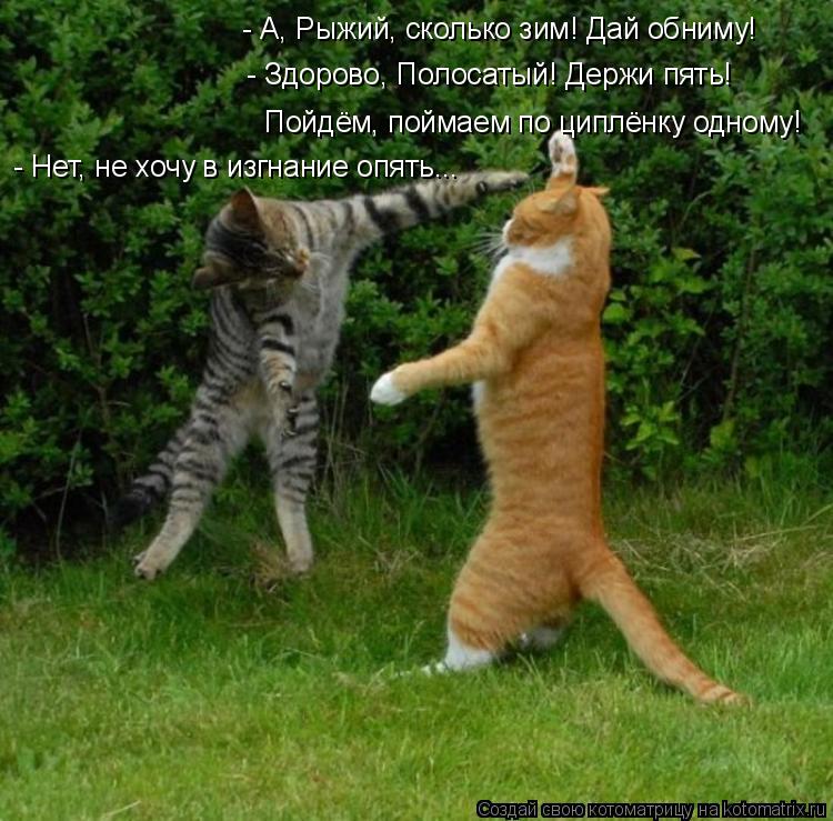 Котоматрица: - Здорово, Полосатый! Держи пять! - А, Рыжий, сколько зим! Дай обниму! Пойдём, поймаем по циплёнку одному! - Нет, не хочу в изгнание опять...