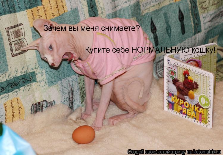 Котоматрица: Зачем вы меня снимаете?  Купите себе НОРМАЛЬНУЮ кошку!