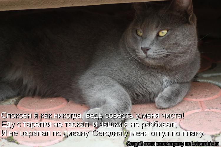 Котоматрица: Еду с тарелки не таскал, и чашки я не разбивал, Спокоен я как никогда, ведь совесть у меня чиста! И не царапал по дивану. Сегодня у меня отгул п