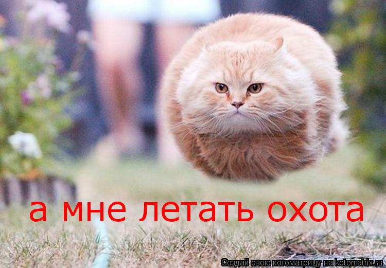 Котоматрица: а мне летать охота