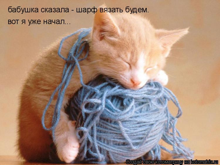 Котоматрица: бабушка сказала - шарф вязать будем. вот я уже начал...