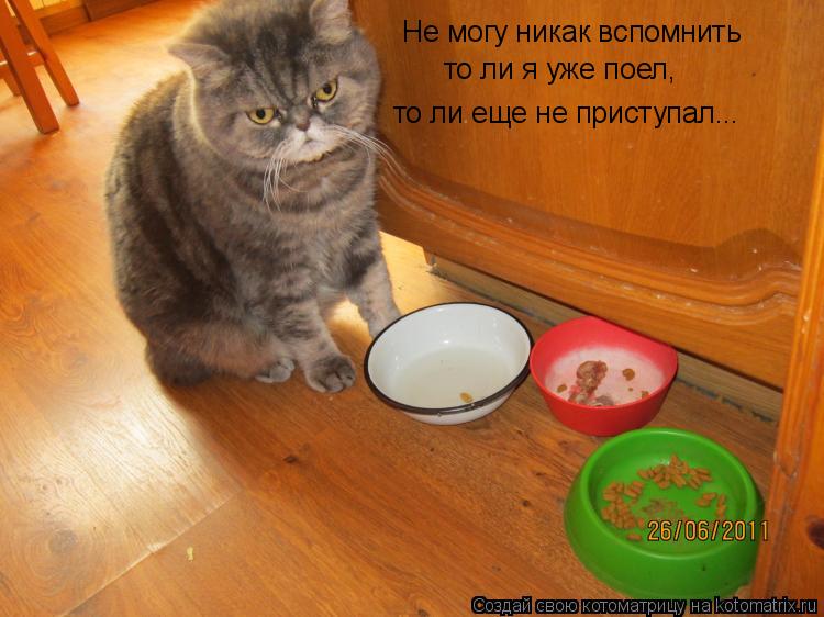 Котоматрица: Не могу никак вспомнить то ли я уже поел, то ли еще не приступал...